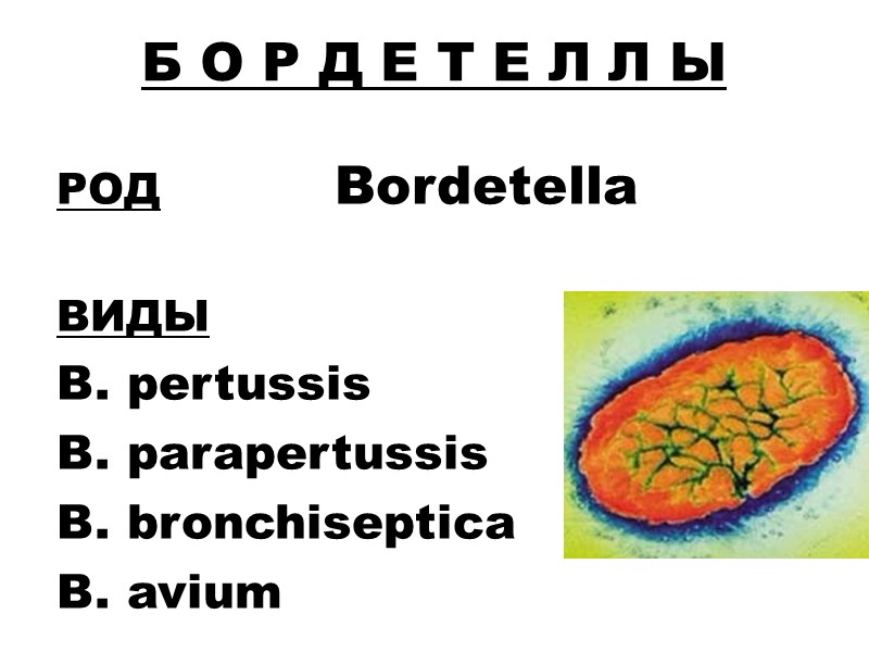 Б О Р Д Е Т Е Л Л Ы  РОД  